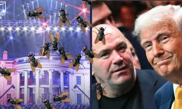 Dana White insekter Frontkick.online
